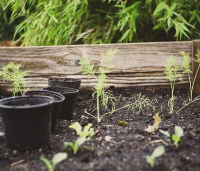 green herb with wooden fence