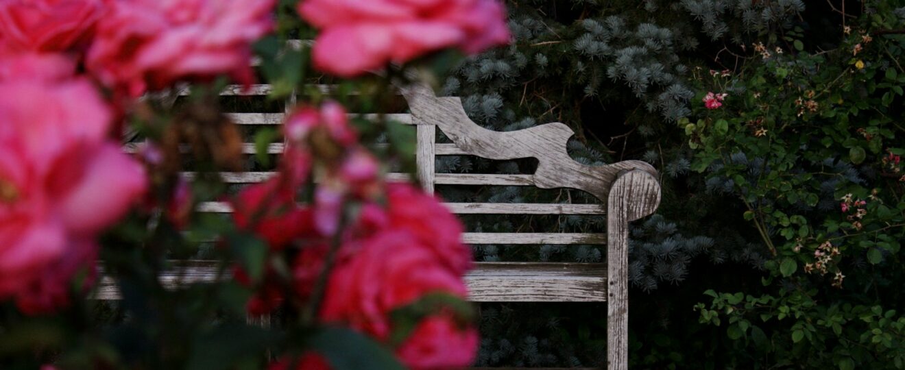 a wooden bench surrounded by pink roses in a garden