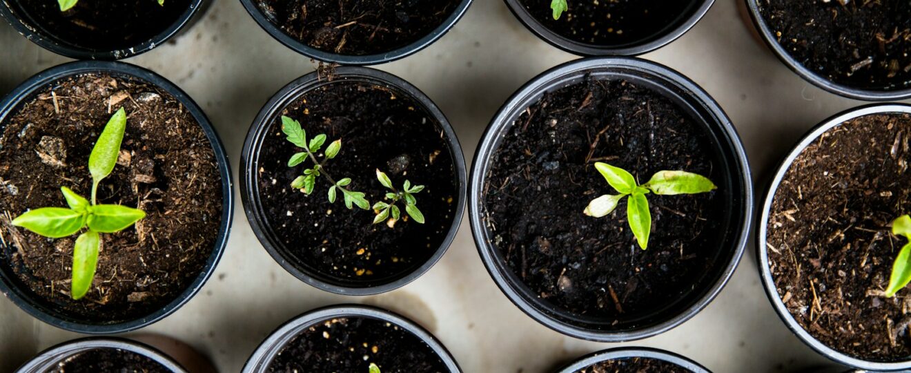 green leafed seedlings on black plastic pots