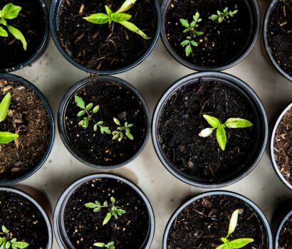 green leafed seedlings on black plastic pots