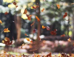 selective focus photography of orange and brown falling maple leaves