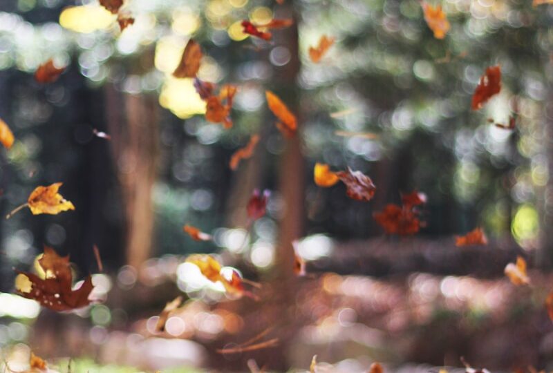 selective focus photography of orange and brown falling maple leaves